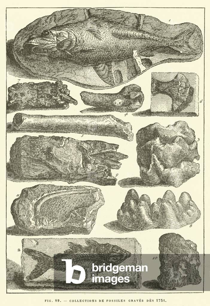 Collections de fossiles graves des 1751 (engraving)