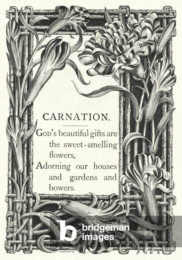 Carnation (engraving)