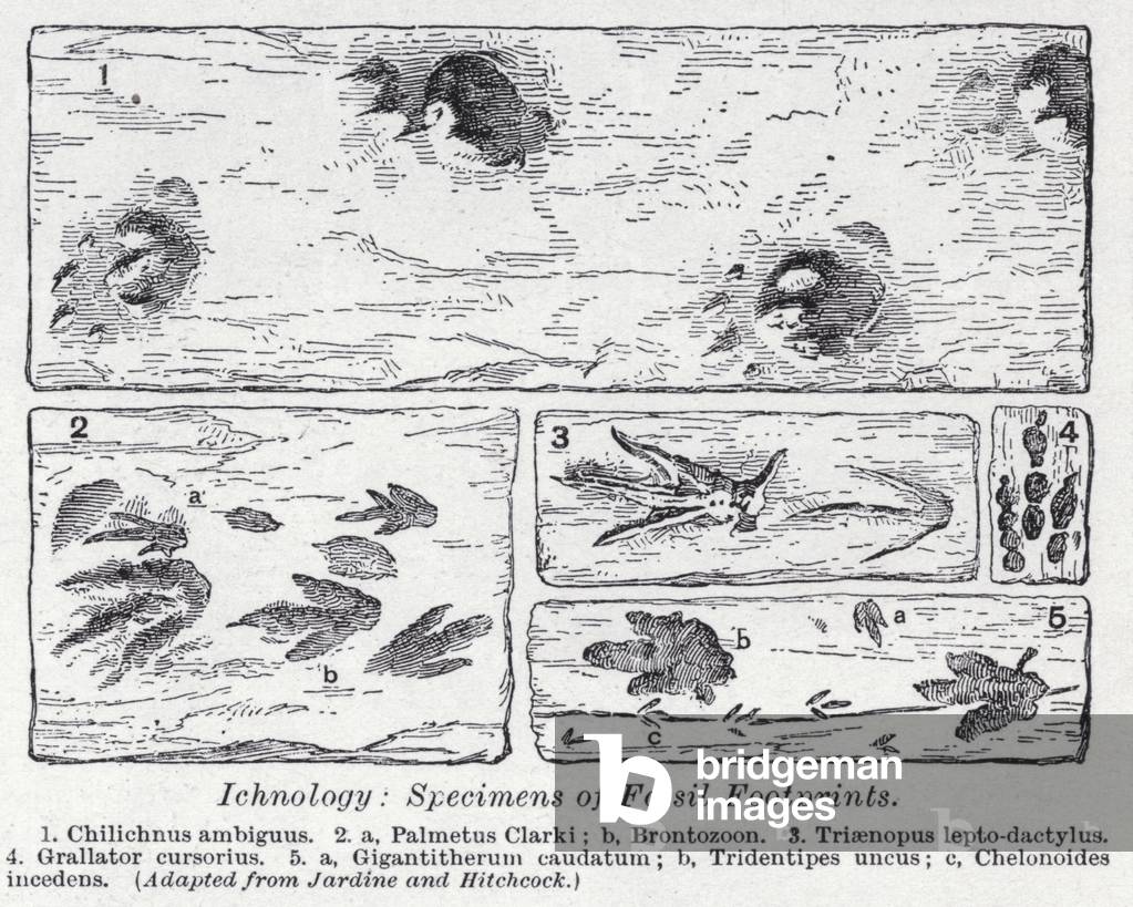 Ichnology, specimens of fossil footprints (litho)