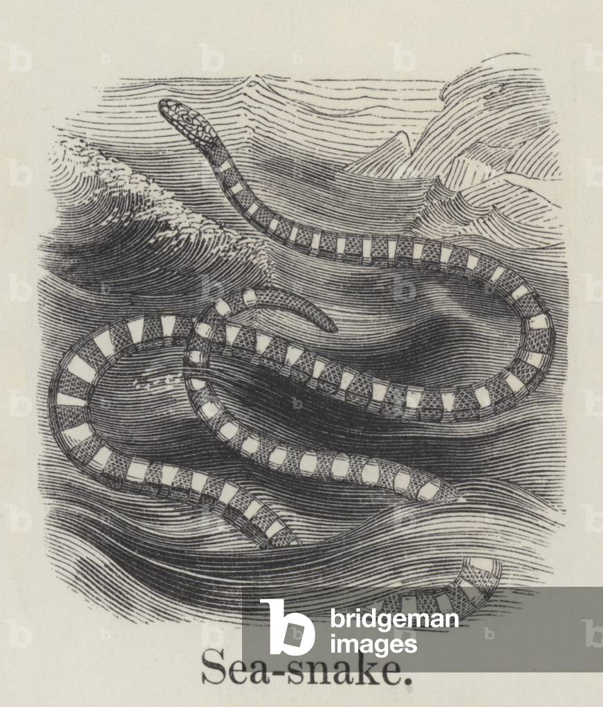 Sea snake (engraving)