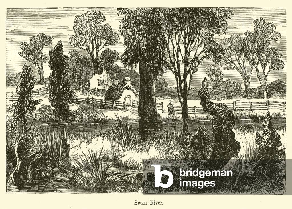 Swan River (engraving)