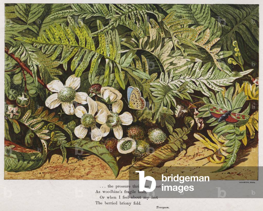 Butterflies, ferns and flowers (coloured engraving)