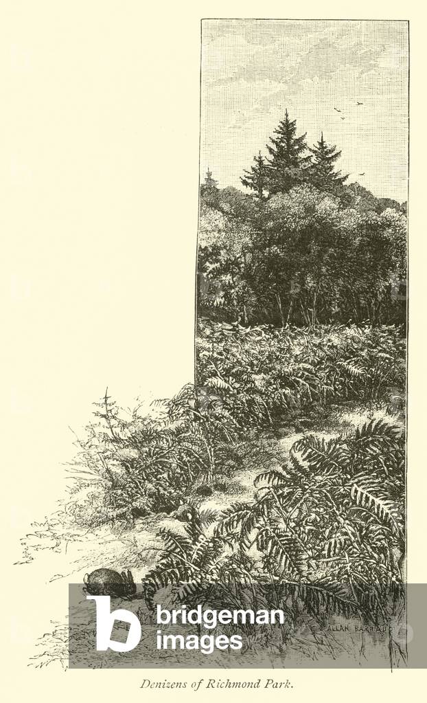 Denizens of Richmond Park (engraving)