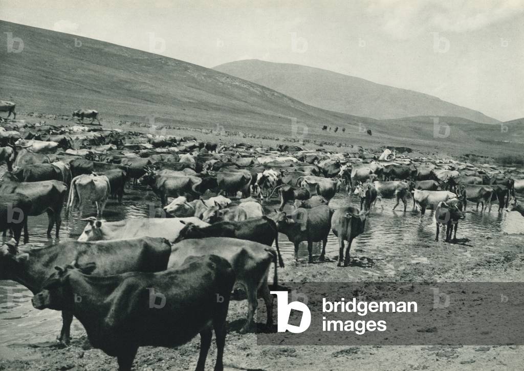 Turkey: Kars'in sigir suruleri, Herds of Cattle passing through the pasture-grounds of Kars (b/w photo)