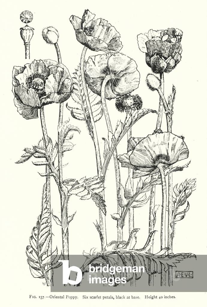 Oriental Poppy; Six scarlet petals, black at base; Height 40 inches (engraving)