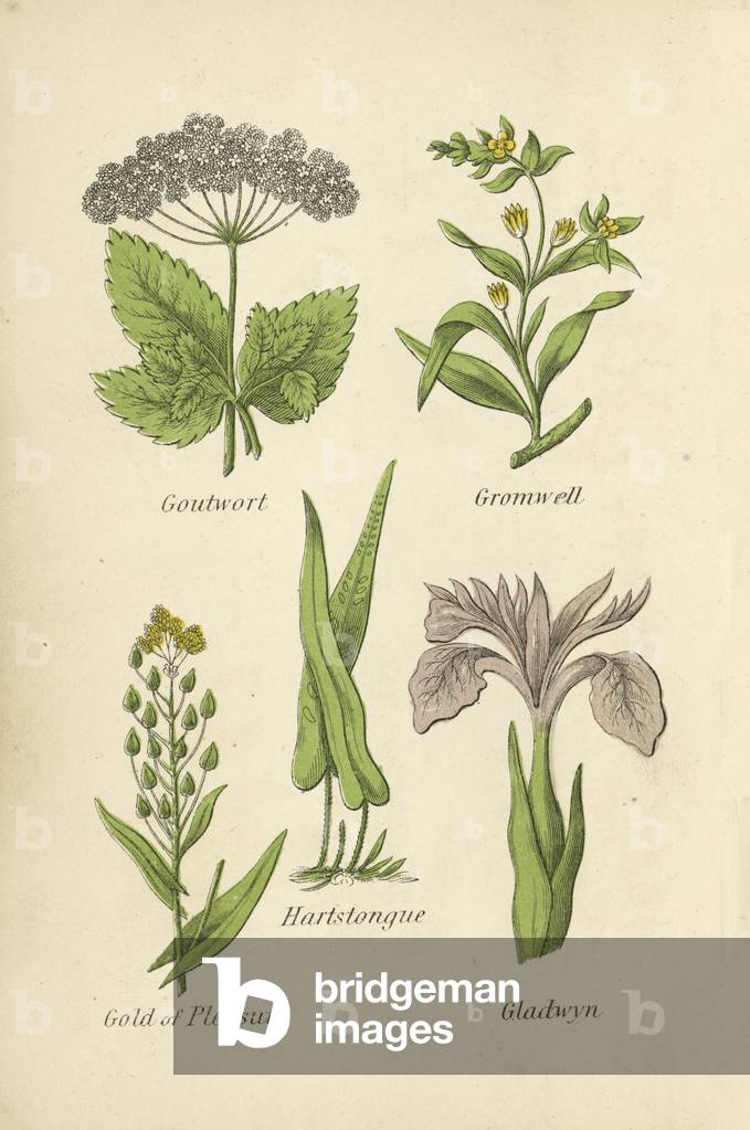Goutwort, Gromwell, Hartstongue, Gold of Pleasure, Gladwyn (colour litho)