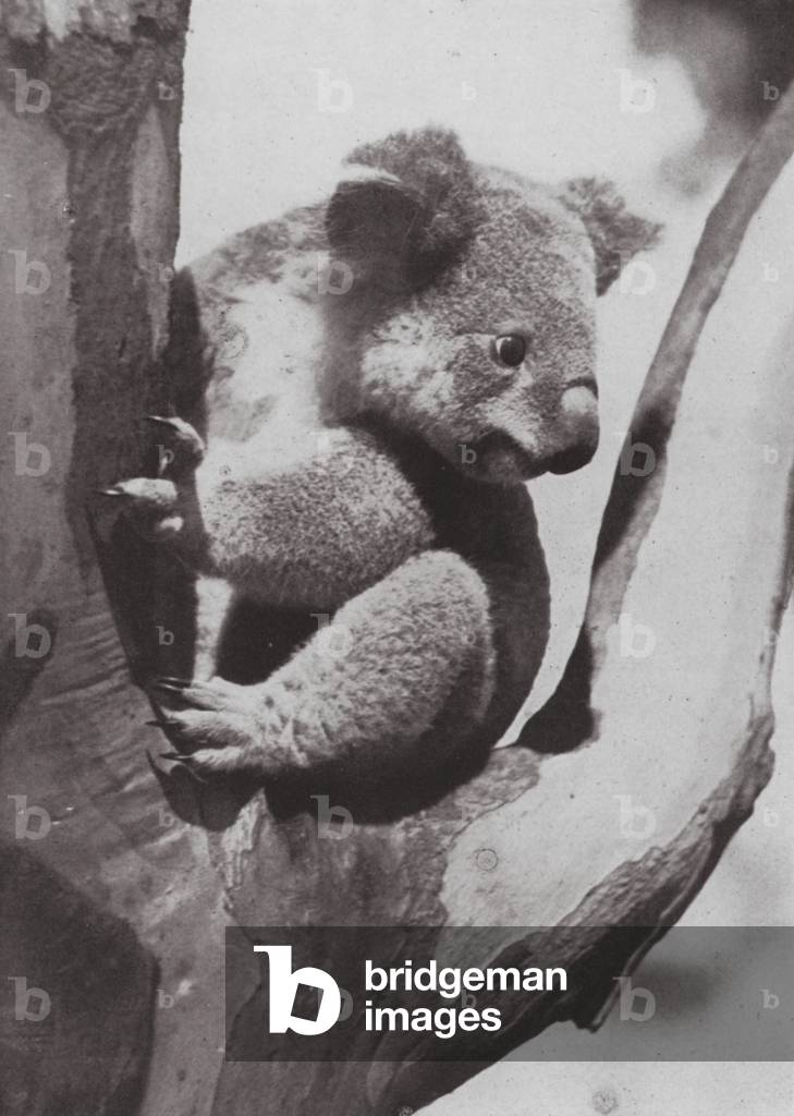 The unique Koala or Native Bear (b/w photo)