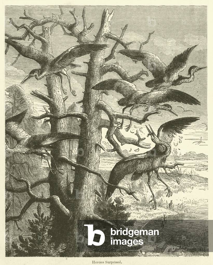 Herons Surprised (engraving)