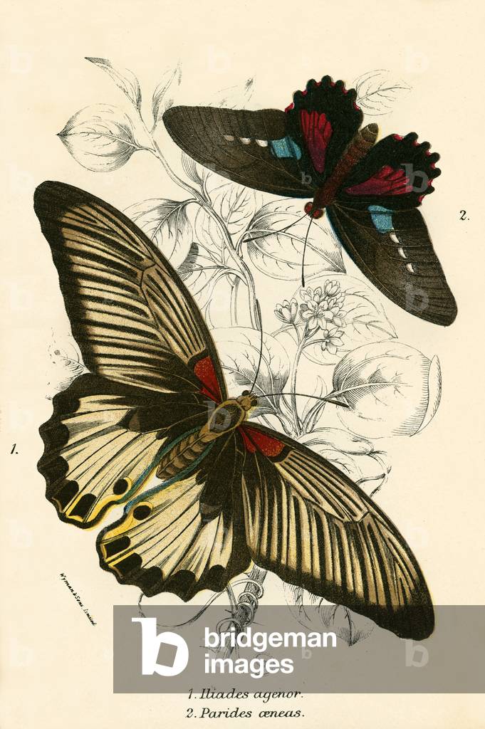 Butterflies