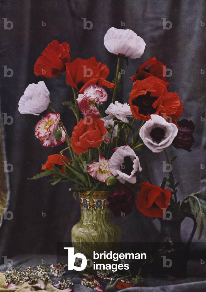 Vase of poppies (coloured photo)