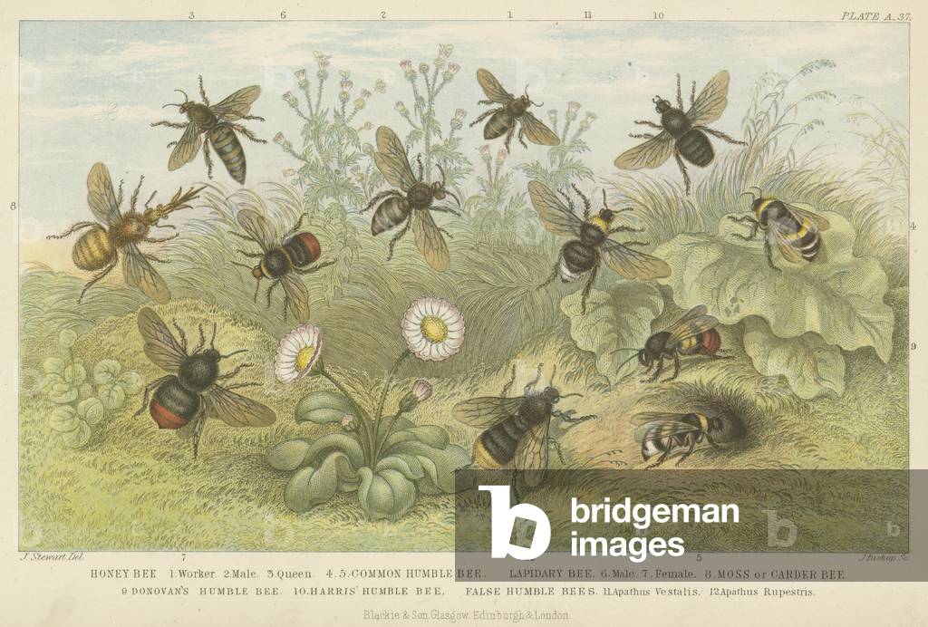 Bees (coloured engraving)