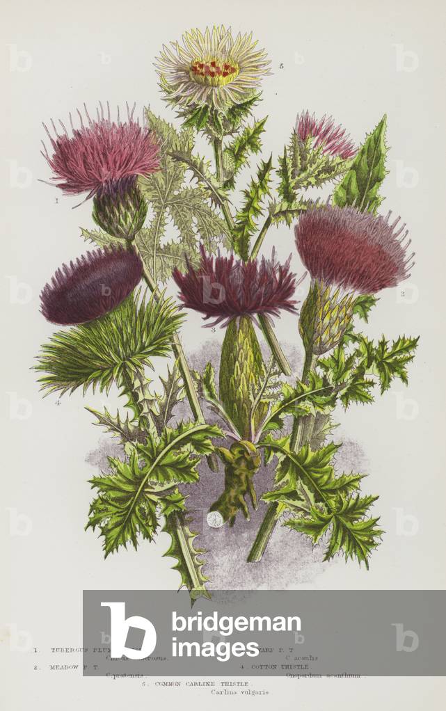 The Flowering Plants of Great Britain, c.1880 (litho)