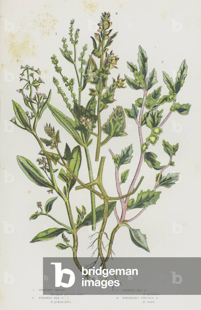 Flowering Plants of Great Britain: Shrubby Orache, Stalked Sea Orache, Frosted Sea Orache, Spreading Fruited Orache (colour litho)
