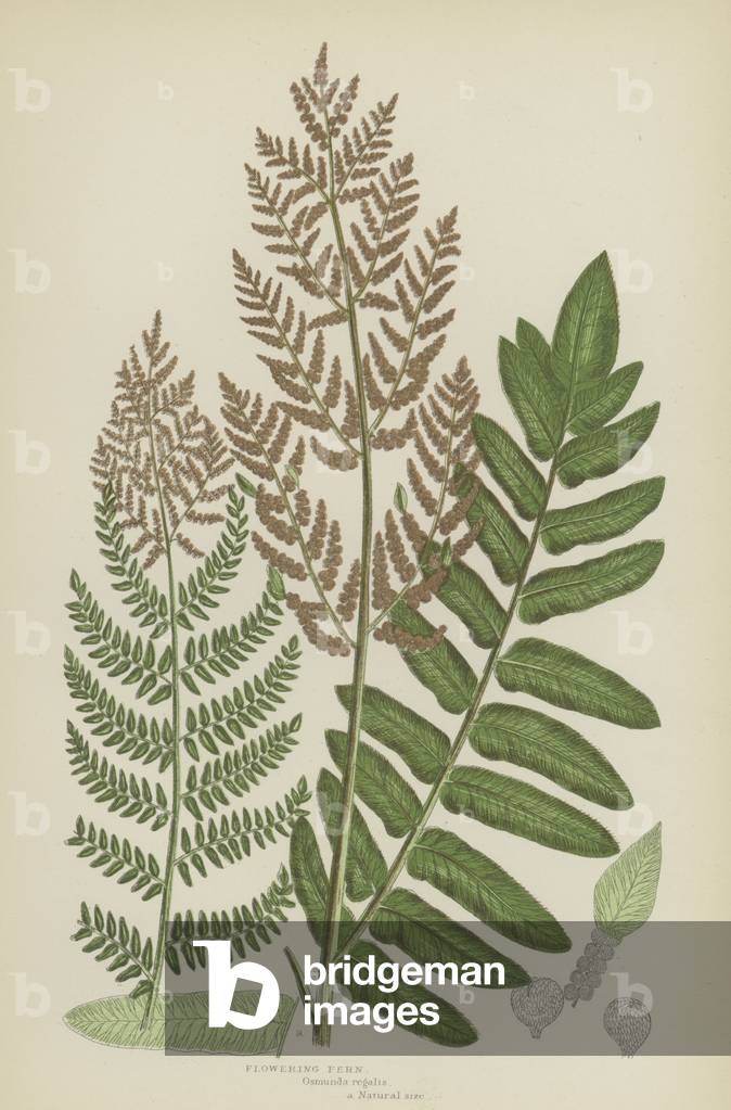 Flowering Fern (colour litho)