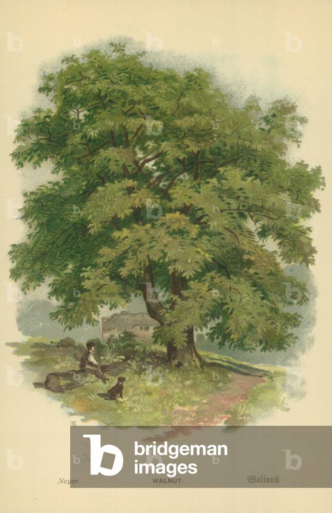 Noyer