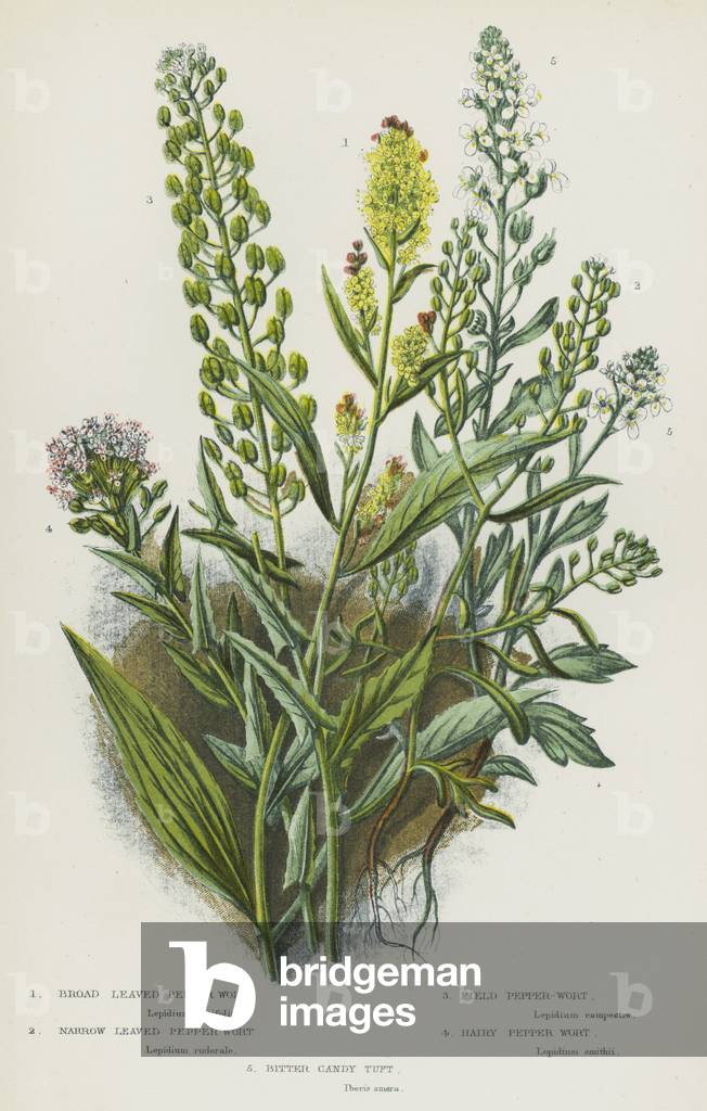 The Flowering Plants of Great Britain, c.1880 (litho)