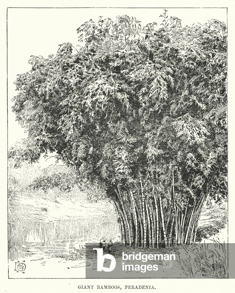India: Giant Bamboos, Peradenia (engraving)