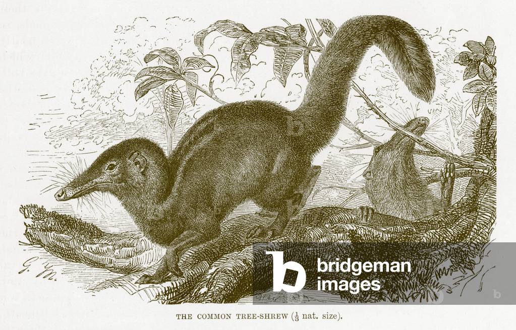 Common tree-shrew, illustration from 'The Royal Natural History' (litho)