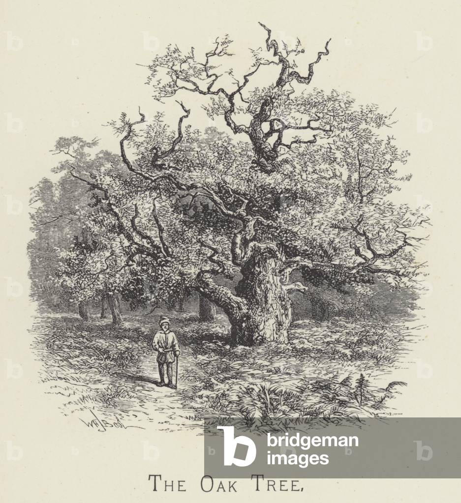 The oak tree (engraving)