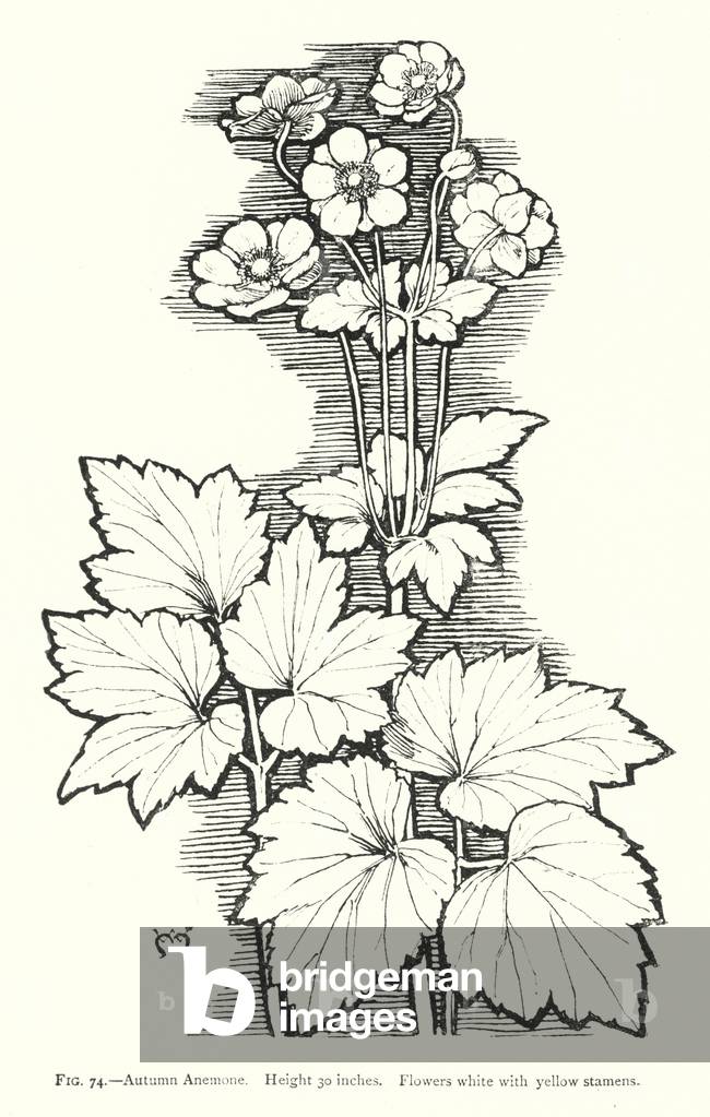 Autumn Anemone; Height 30 inches; Flowers white with yellow stamens (engraving)