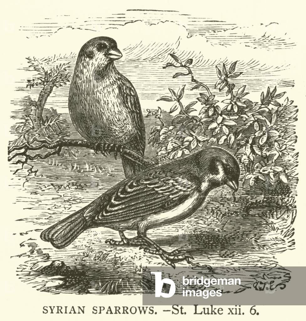 Syrian Sparrows, St Luke, xii, 6 (engraving)
