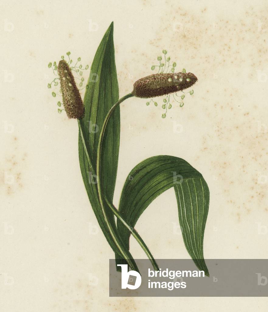 Ribwort Plantain, Plantago Lanceolata (colour litho)