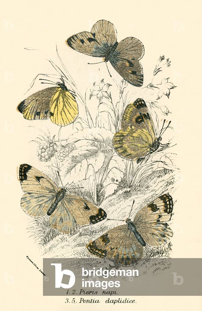 Butterflies