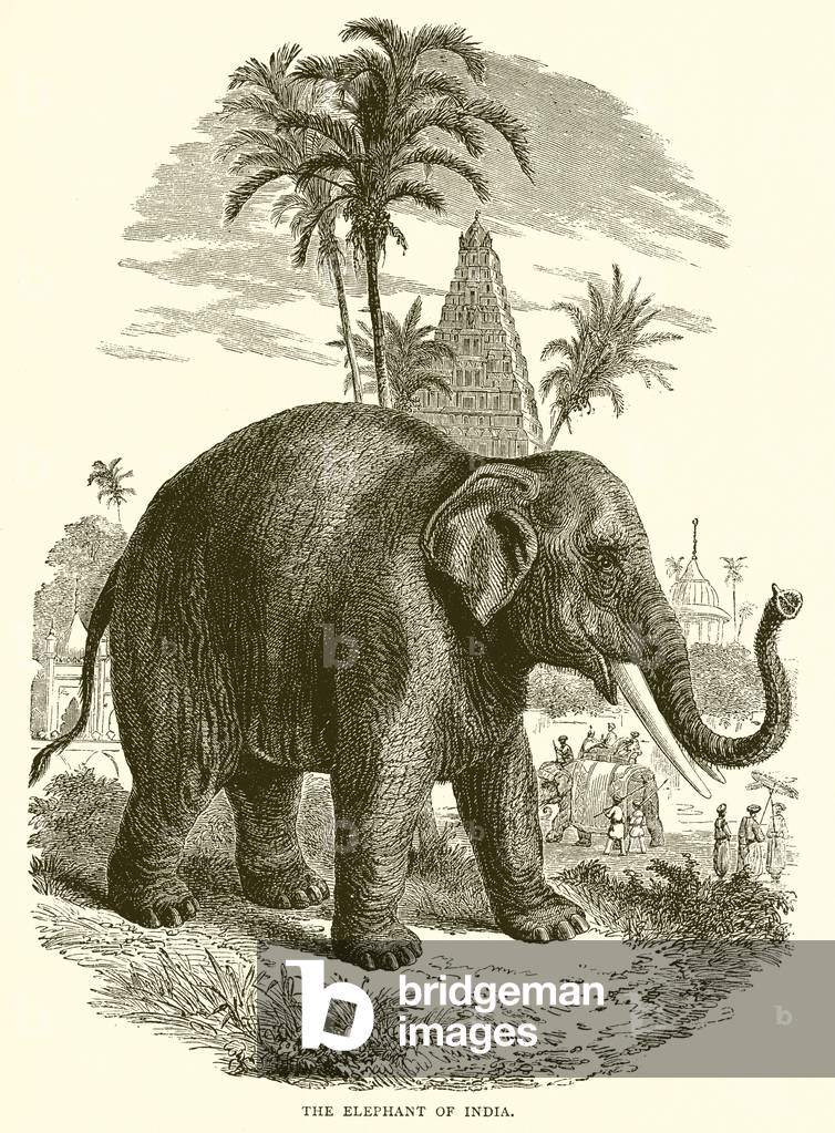 The elephant of India (engraving)