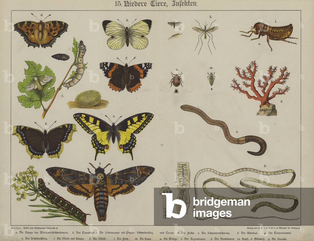 Animals (colour litho)