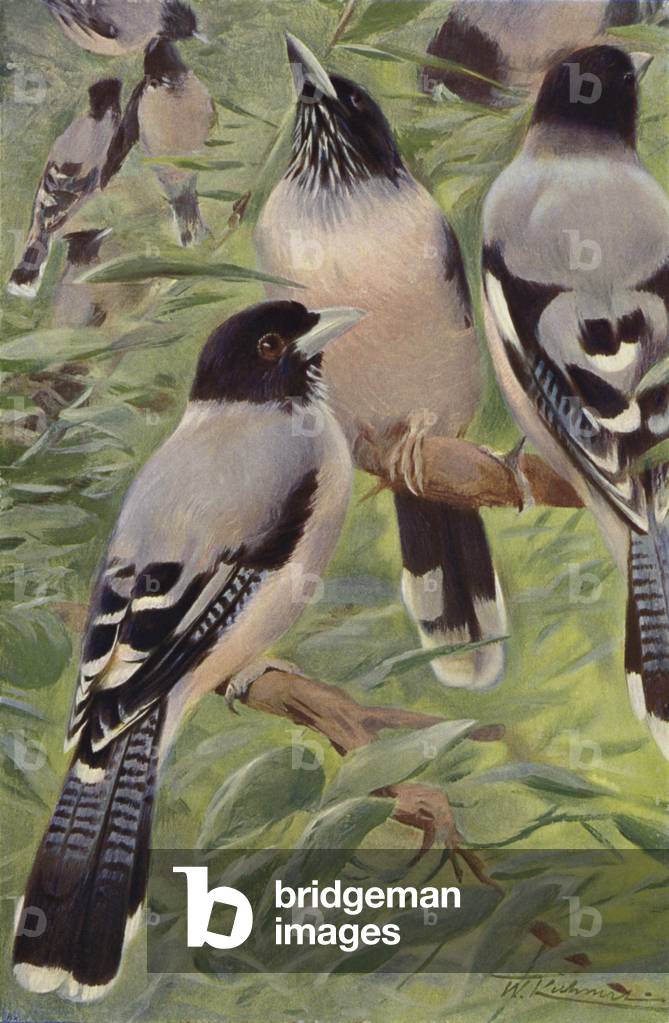 Lanceolated Jay (colour litho)