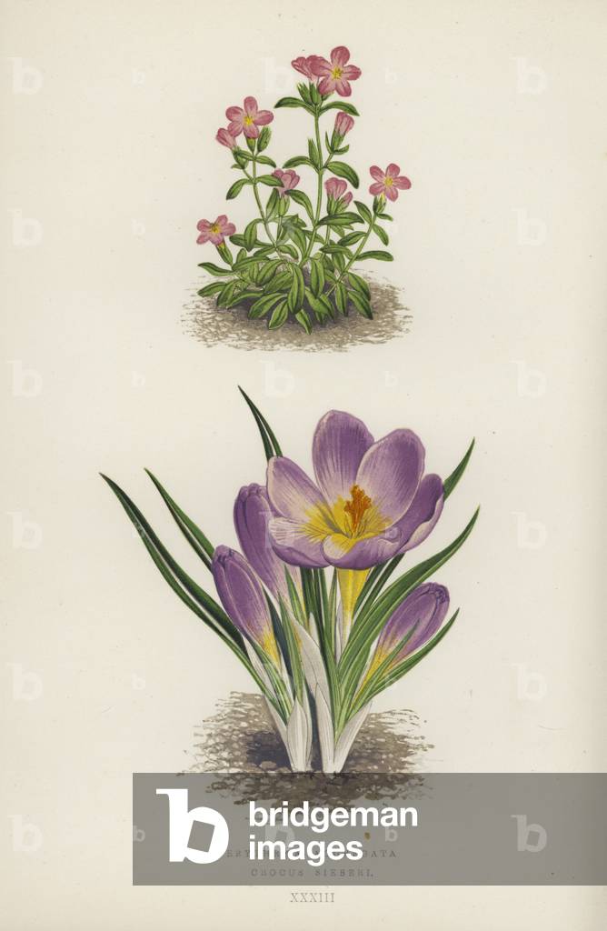Erythraea Aggregata; Crocus Sieberi (colour litho)