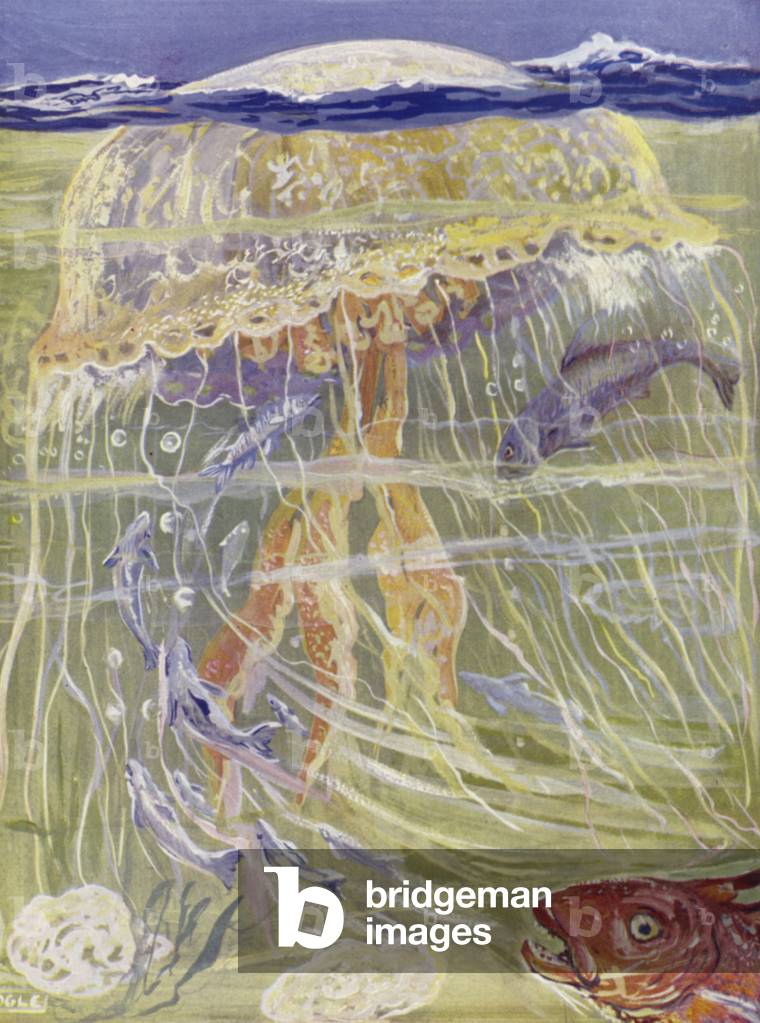 A large jellyfish swimming in the open sea with young fishes sheltering beneath the umbrella (colour litho)