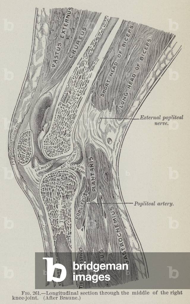 Longitudinal section through the middle of the right knee-joint (engraving)
