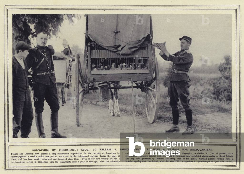 Despatches by pigeon-post, about to release a French Army bird with a message for headquarters (b/w photo)