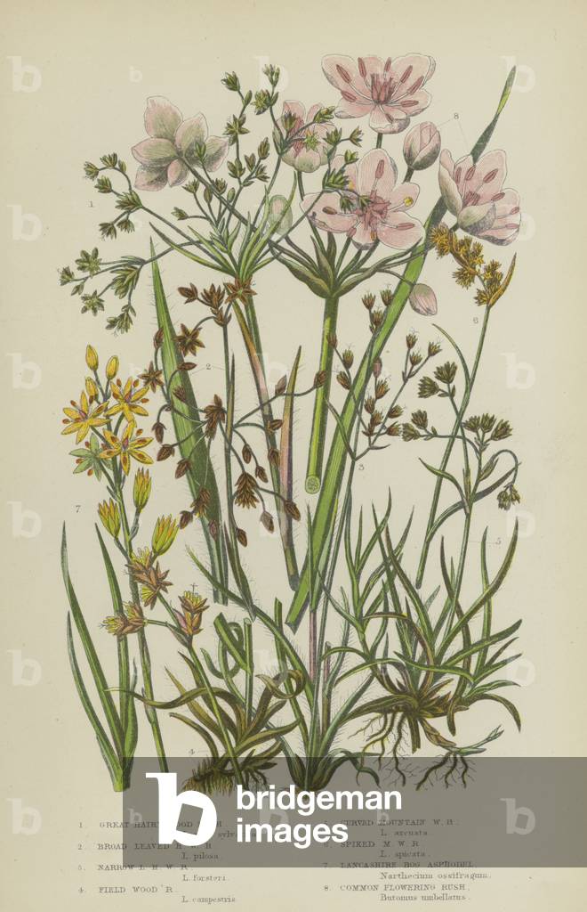 Great Hairy Wood Rush, Broad Leaved Hairy Wood Rush, Narrow Leaved Hairy Wood Rush  (colour litho)