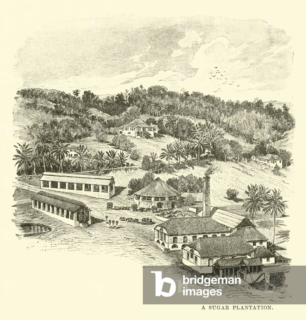 A Sugar Plantation (engraving)