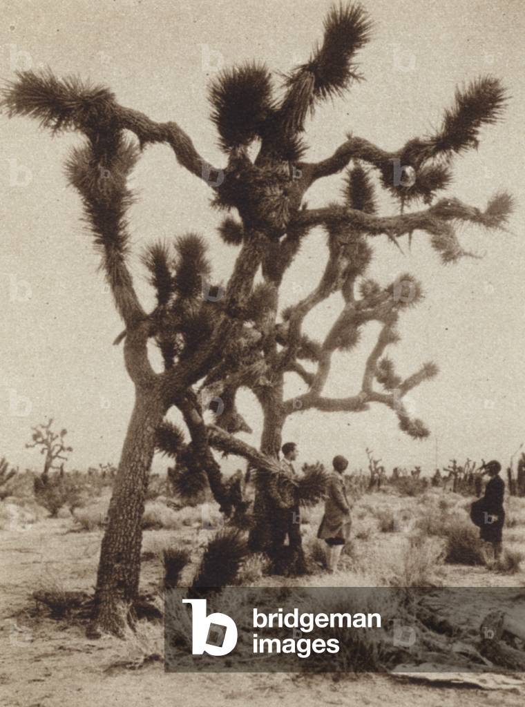 California: The Joshua Tree (b/w photo)