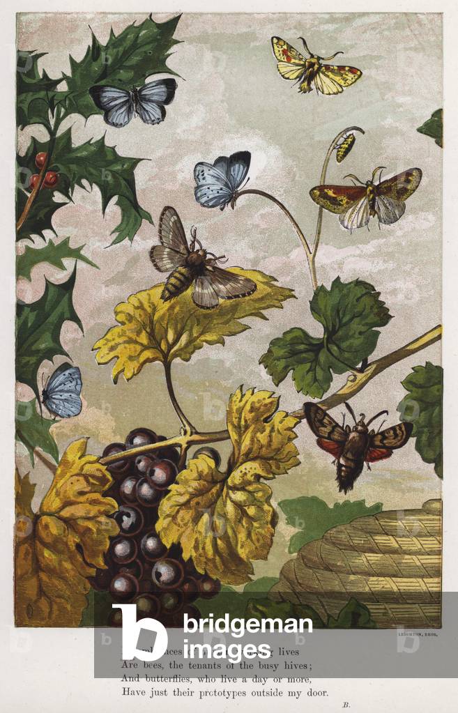Butterflies, moths, grapevines and holly (coloured engraving)
