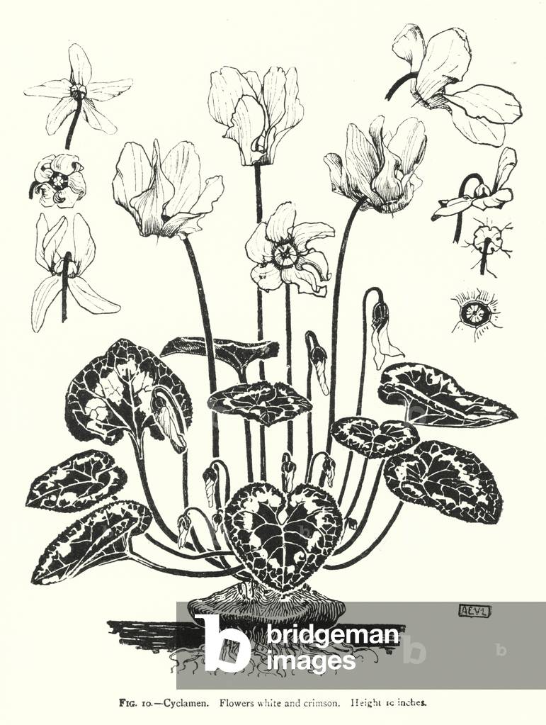 Cyclamen; Flowers white and crimson; Height 10 inches (engraving)