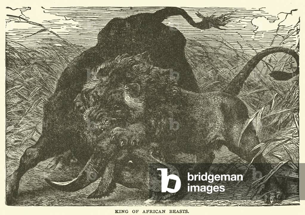 King of African Beasts (engraving)
