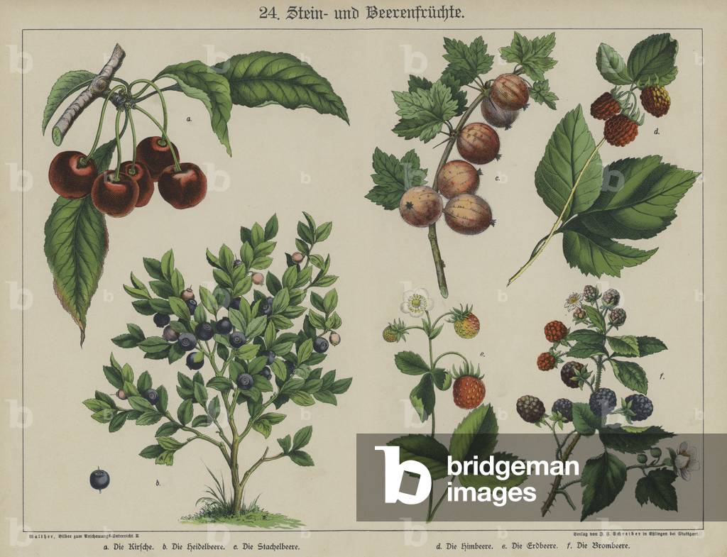 Plants (colour litho)