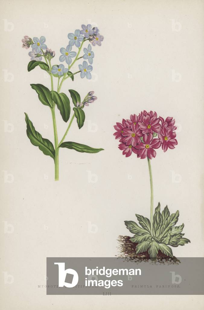 Myosotis Dissitiflora; Primula Farinosa (colour litho)