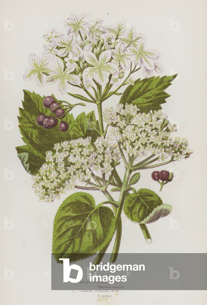 Flowering Plants of Great Britain: Mealy Guelder Rose, Common Guelder Rose (colour litho)