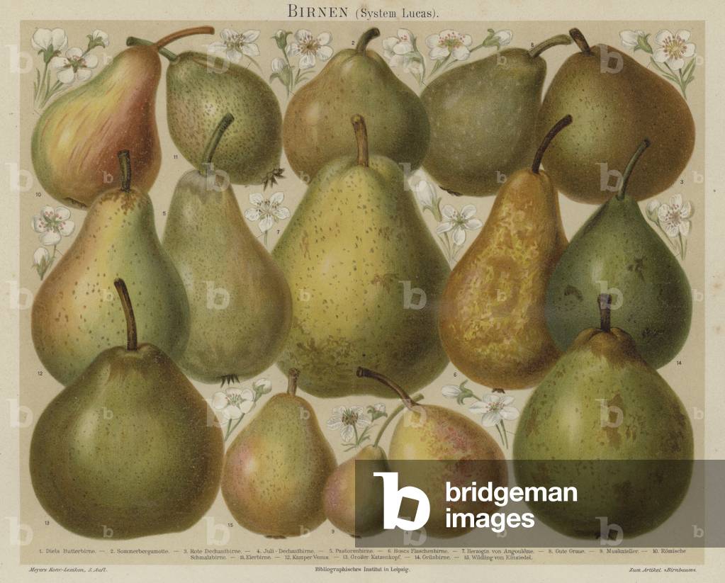 Pears (colour litho)