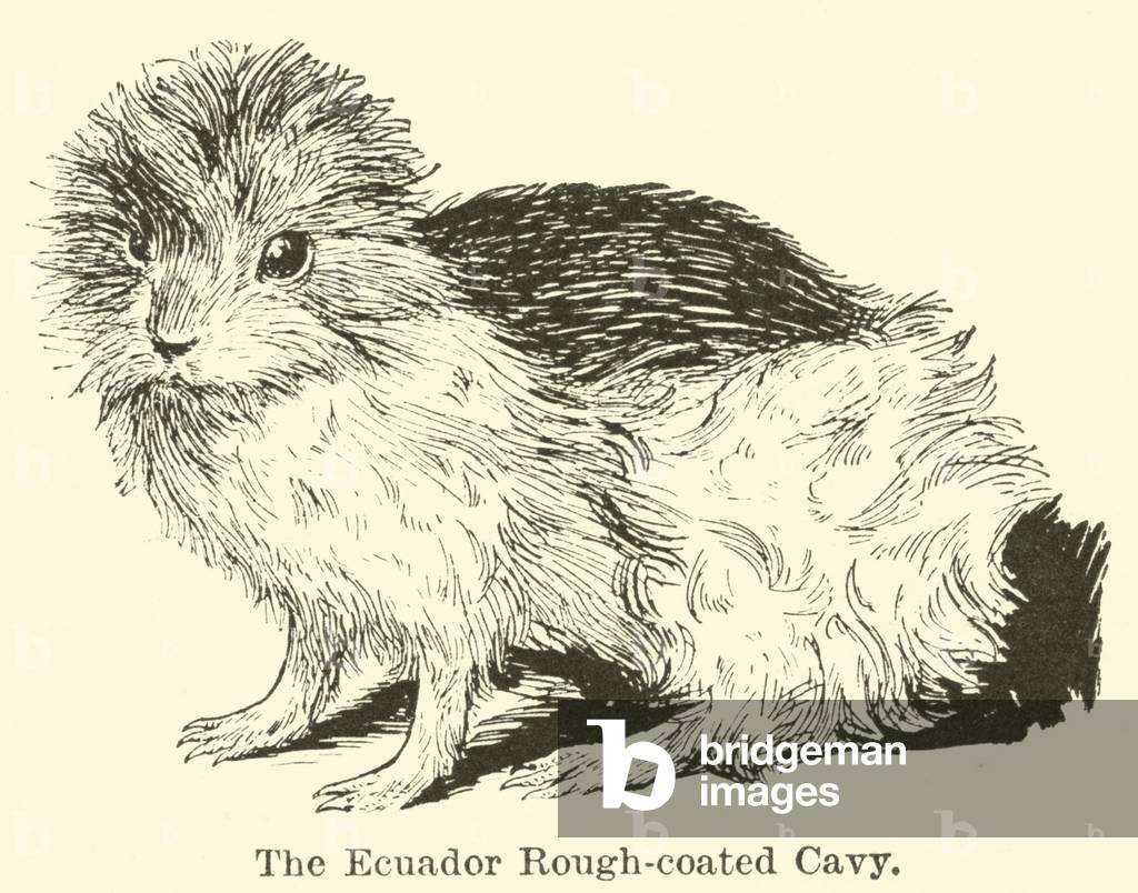 The Ecuador Rough-coated Cavy (engraving)
