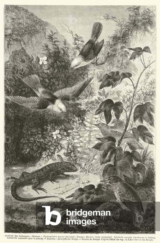 Archipel des Galapagos, Oiseaux, Pyrocephalus nanus (en haut), Tenagra Darwin (ailes deployees)  (engraving)