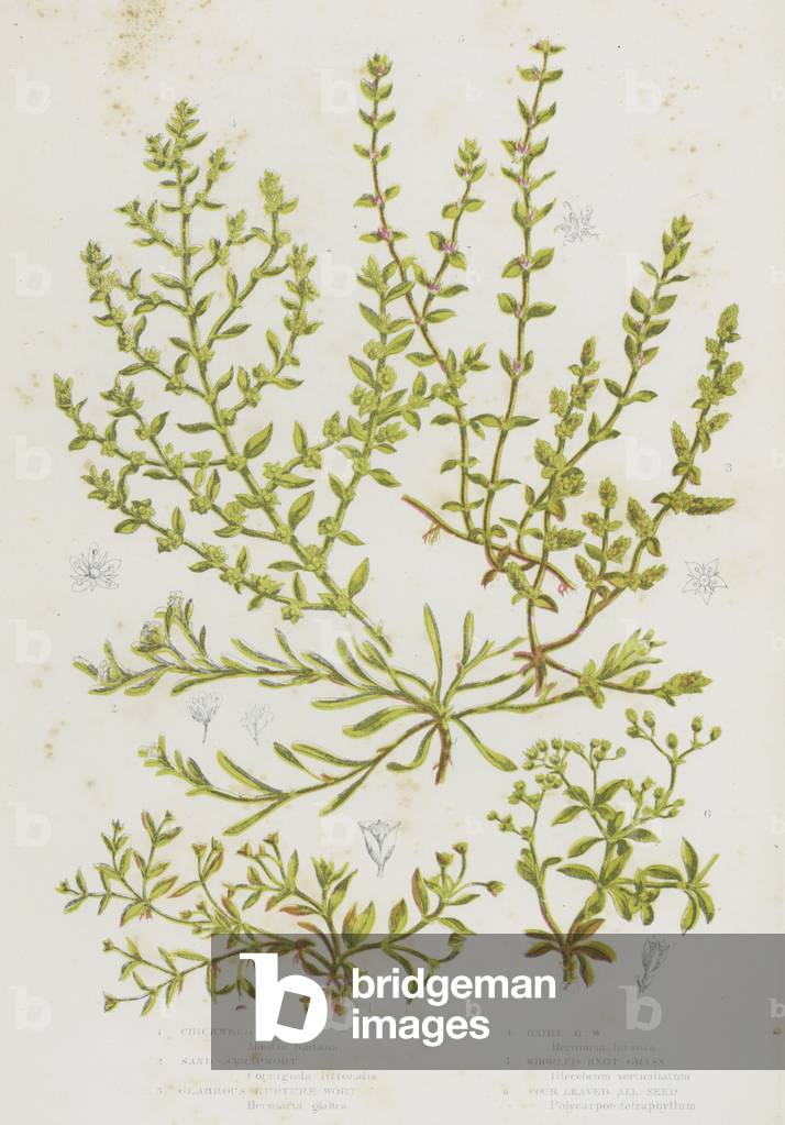The Flowering Plants of Great Britain, c.1880 (litho)