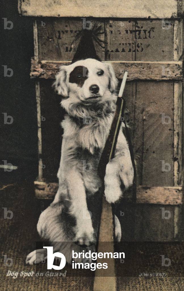 Dog holding a gun (colour photo)