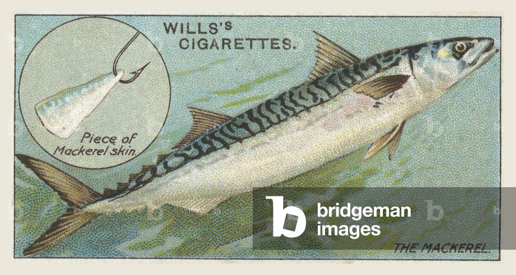 The Mackerel, Piece of Mackerel skin (chromolitho)