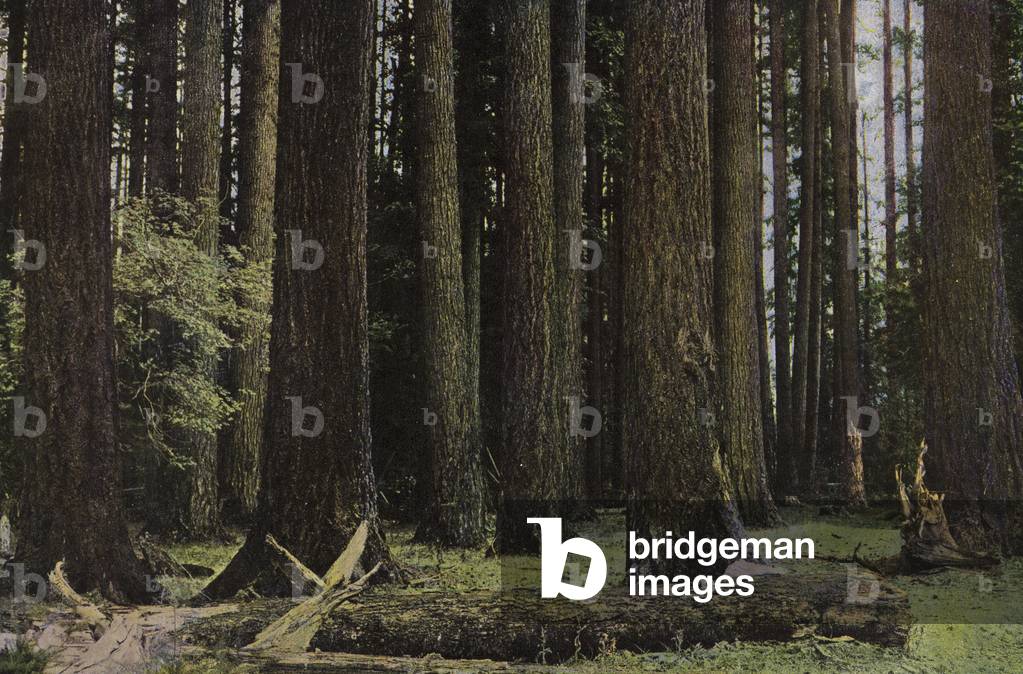 Oregon: Douglas Fir Forest (photo)